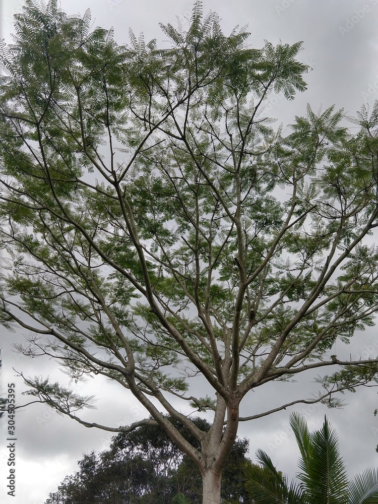 Obraz premium tree in the sky