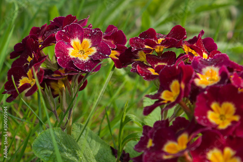 Fototapeta Flower semicircle of burgundy primroses with a yellow center on a background of spring greens