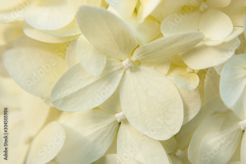 Summer gentle background of petals of white hydrangeas.