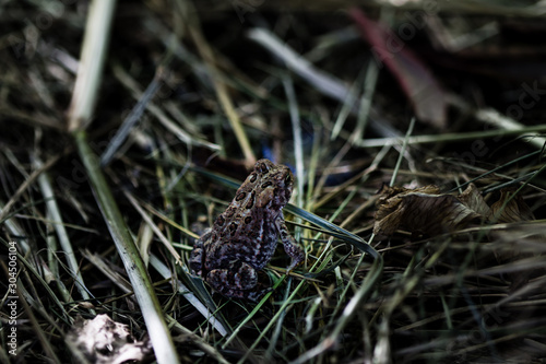 small brown toad in grass © Cameron