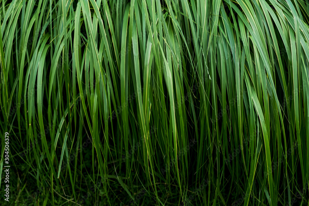 Close up of lush green grass blades Close up of lush green grass blades