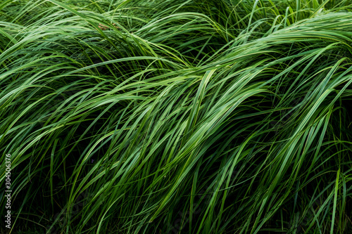 Close up of lush green grass blades