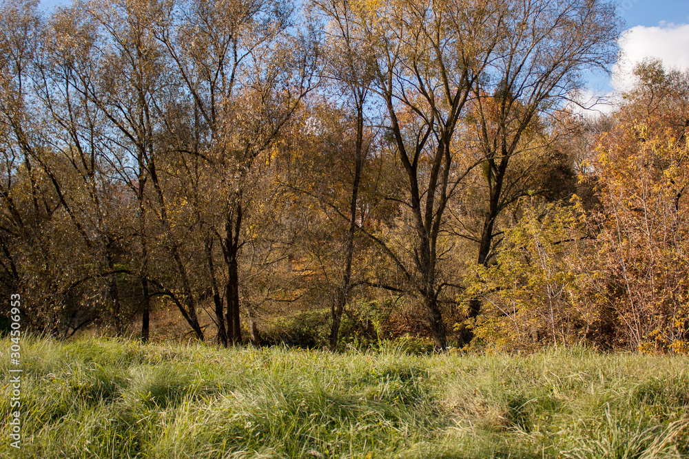 Park, green grass and trees with flown foliage on the blue-green sky. Park, green grass and trees with flown foliage on the blue-green sky.