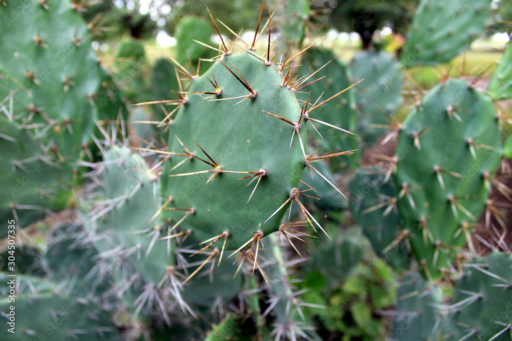 Prickly Pear Cactus Displays Green Pads. Prickly Pear Cactus Displays Green Pads.