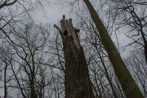 old dry broken tree in the forest