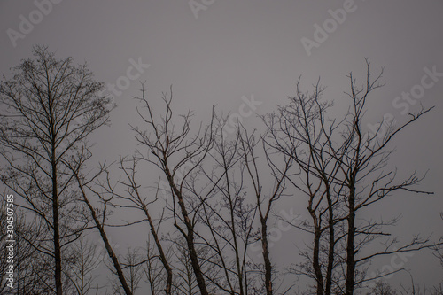 dry trees against the background of the autumn sky © Dva4e_410