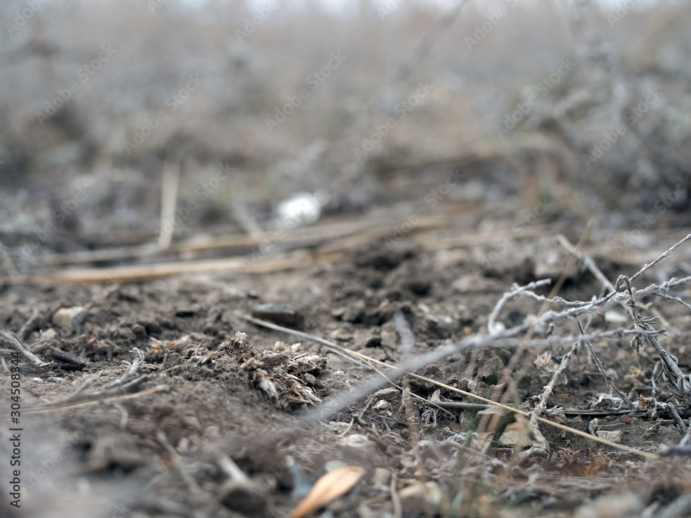 dry ground and dry grass closeup, autumn field