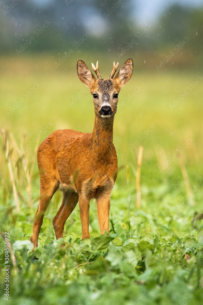 An adorable roe deer buck, capreolus capreolus, standing in the wet summer environment and looking directly into the camera. A curious ruminant observing its surroundings. An adorable roe deer buck, capreolus capreolus, standing in the wet summer environment and looking directly into the camera. A curious ruminant observing its surroundings.