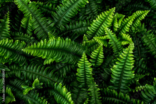 Close up view of lush fern photo