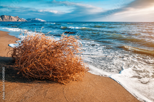 dry tumbleweed on the sea beach