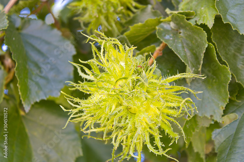 Haselnuss Frucht nach der Blüte und vor dem frucht.