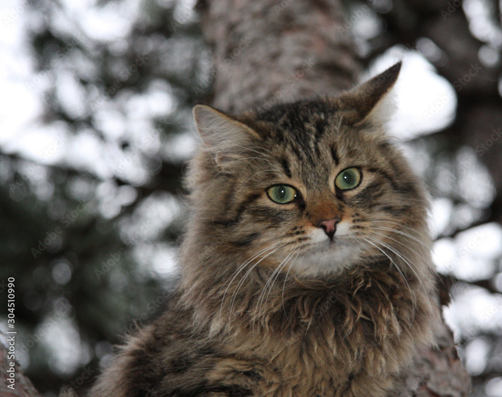 Animals. Fluffy cat with green eyes in nature