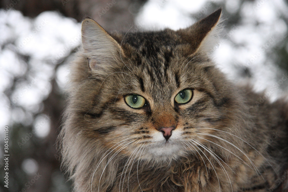 Fototapeta premium Animals. Fluffy cat with green eyes in nature