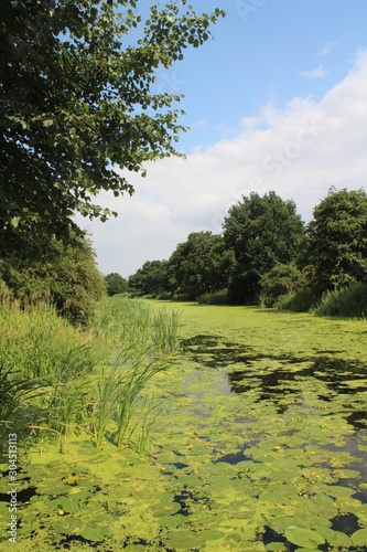 Canal with green algae and bull rushes growing in hot summer weather  near Selby North Yorkshire UK Britain