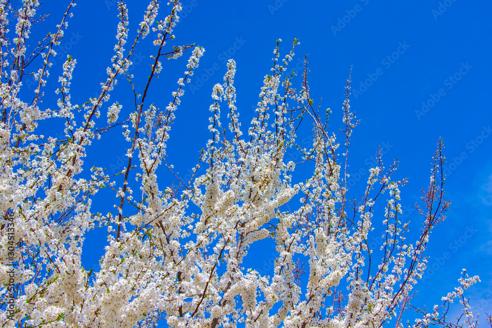Apricot branches with flowers on blue sky background_ Apricot branches with flowers on blue sky background_