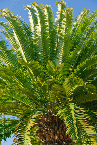 Tropical trees in the garden. Encephalartos woodii. Wood s cycad tree  one of the rarest plants in the world.