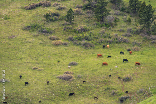 Cattle grazing on the green slopes of the Rocky Mountains