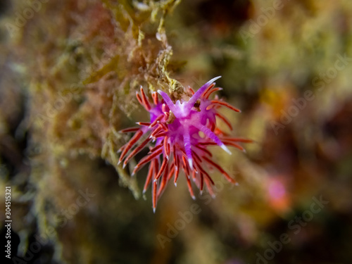 Paraflabellina ischitana  use to be Flabellina  purple pink seaslug with red cerata