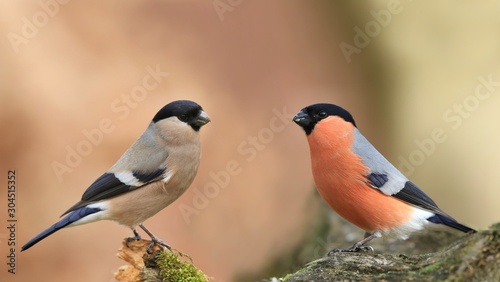 Male and Female Eurasian bullfinch sits on the branch. pair bullfinch in the nature habitat. Pyrrhula pyrrhula . Willdife scene from nature photo