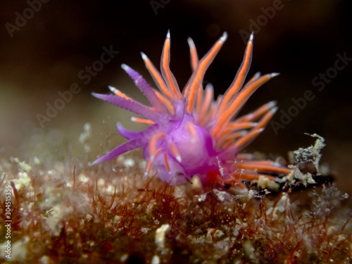 Paraflabellina ischitana, use to be Flabellina, purple pink seaslug with red cerata
