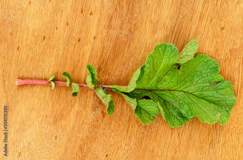 Isolated Radish Leaf photo