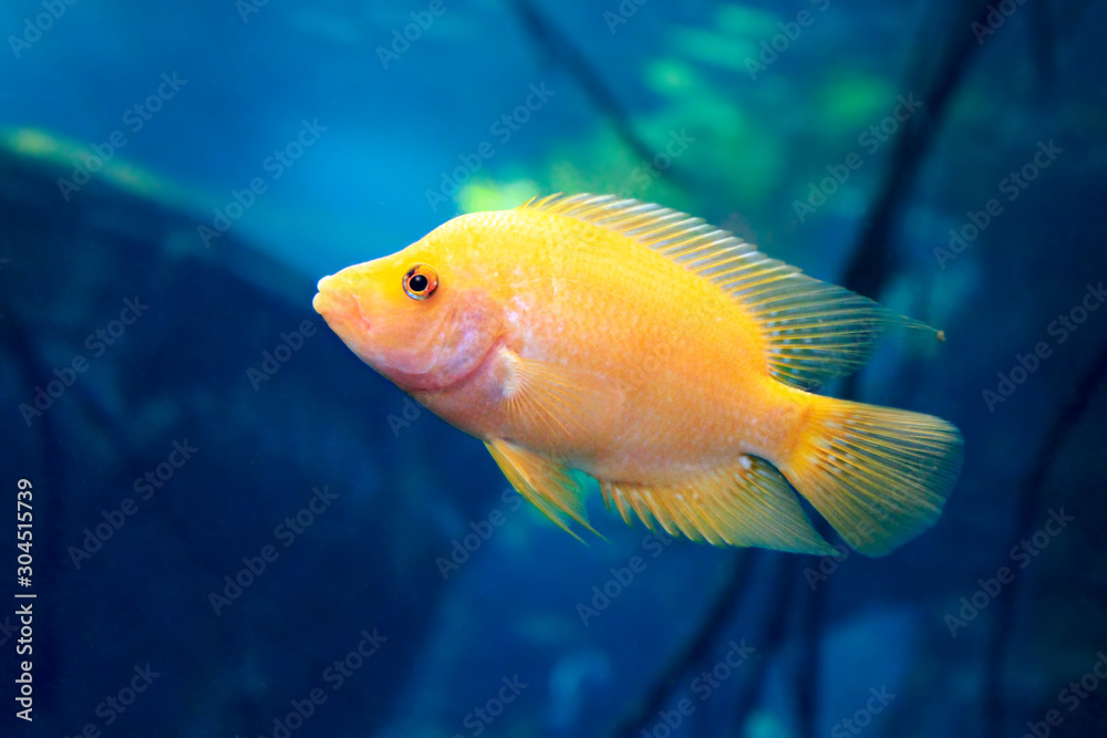 Naklejka premium Labidochromis caeruleus yellow aquarium fish.