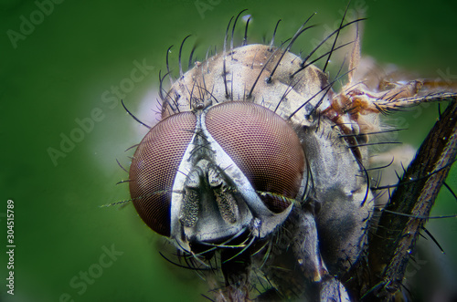 Macro shot of a fly in the foreground, unfocused background © Hernan