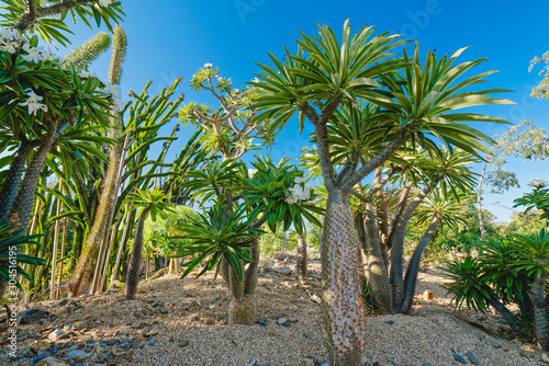 Tropical trees in the garden. Madagascar palm, flowering plant, a member of the succulent and cactus family
