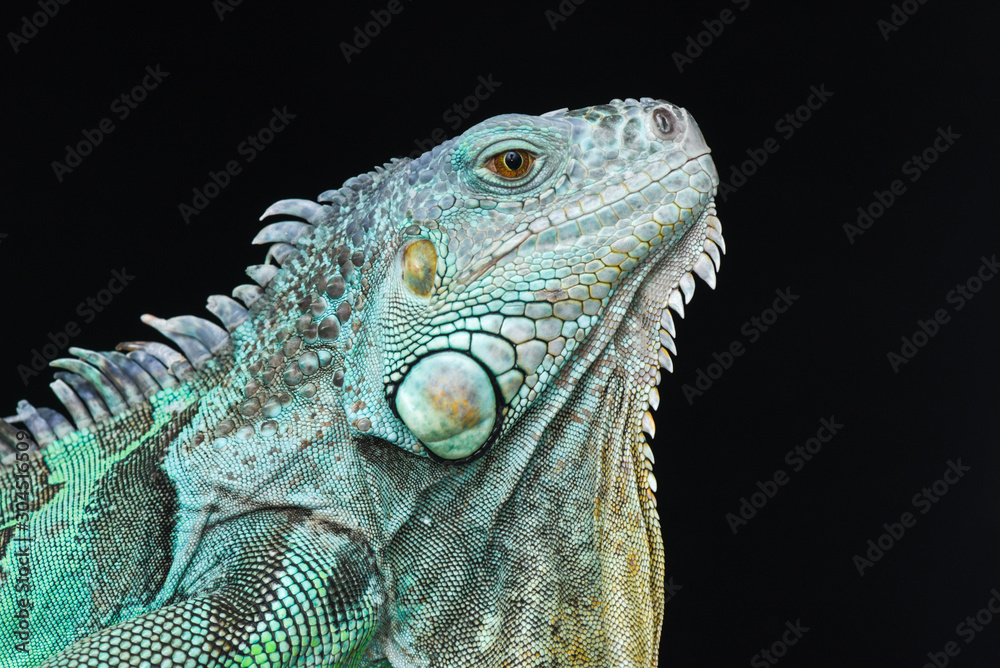 Blue Iguana Profile Blue Iguana Profile