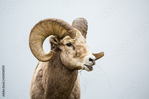 Large bighorn ram with full curl horns chewing grass with mouth open.