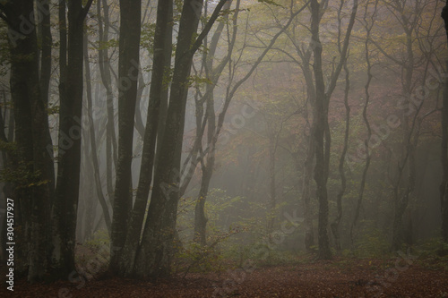 Fairy tale spooky looking woods in a misty day. Cold foggy morning in horror forest