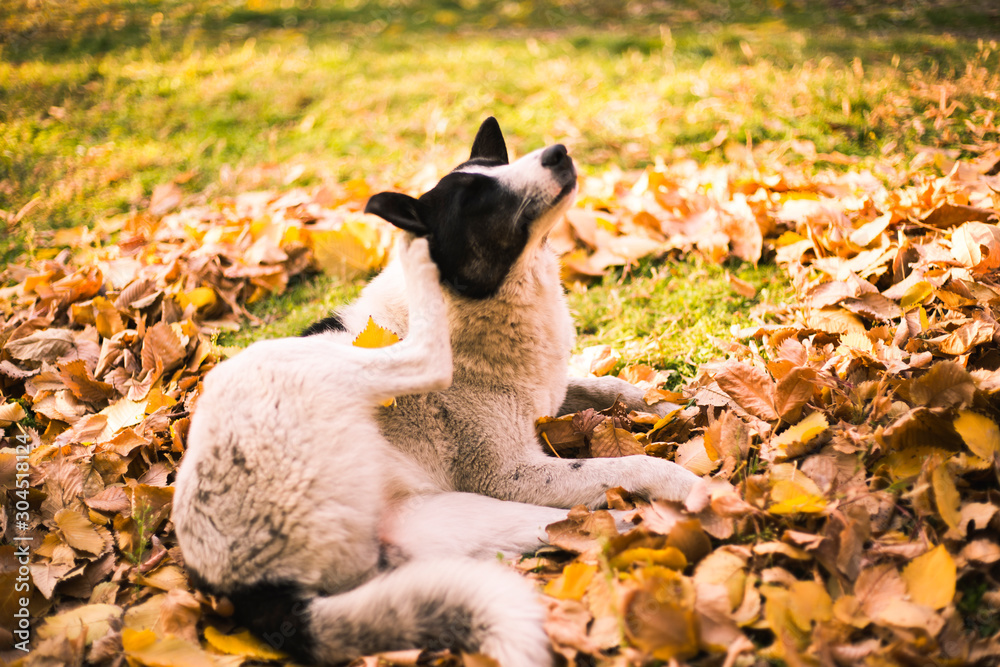 white and black dog in autumn forest