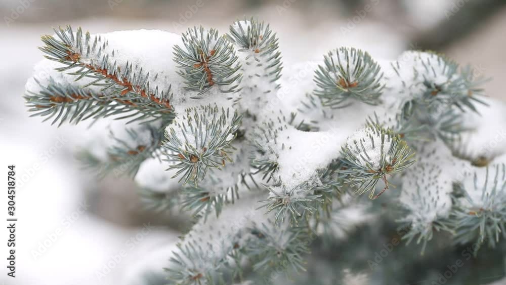 Evergreen tree and falling snow in the winter forest Evergreen tree and falling snow in the winter forest