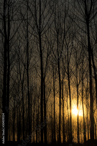 sunset among the branches of trees