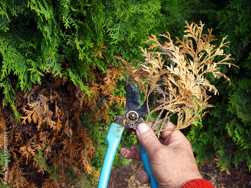 Pruning thuja