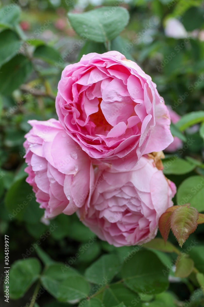 Beautiful pink roses bush in the garden surrounded by many green leaves Beautiful pink roses bush in the garden surrounded by many green leaves
