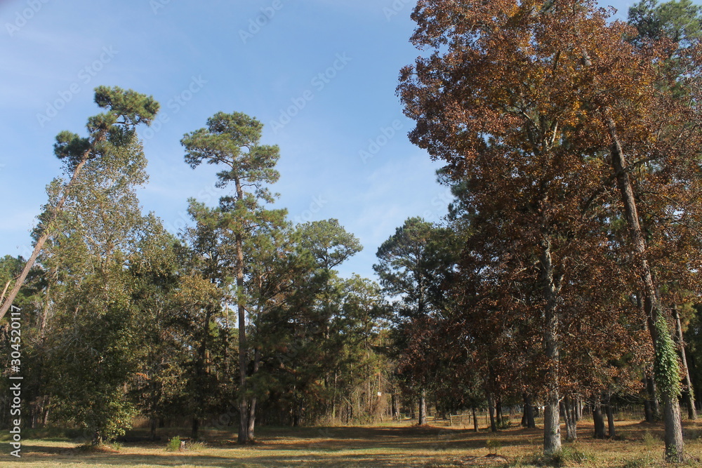 Fototapeta premium autumn in the park