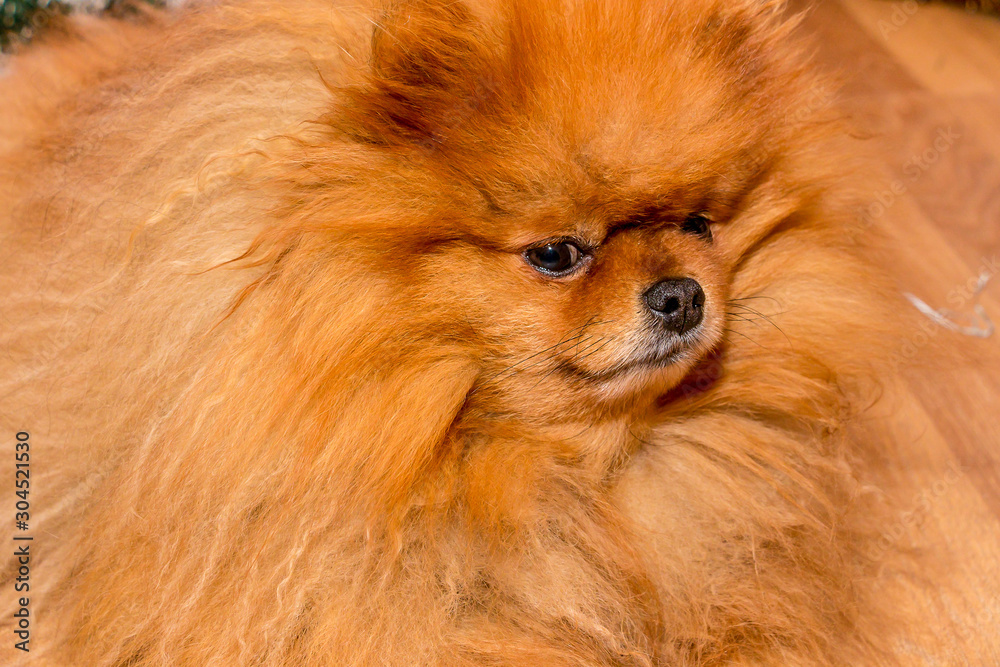 Beautiful, red dog breed Pomeranian