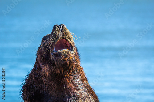 Southern Sea Lion, also called the Patagonian Sea Lion, in abundance on the São José do Norte jetties in southern Brazil.