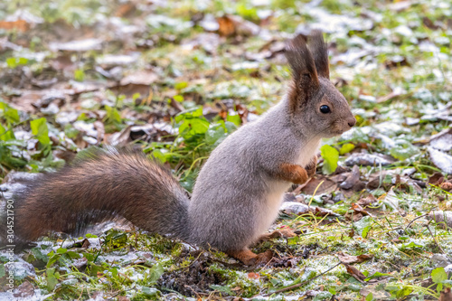 Autumn squirrel sits on green grass with yellow fallen leaves covered with first snow. Eurasian red squirrel, Sciurus vulgaris