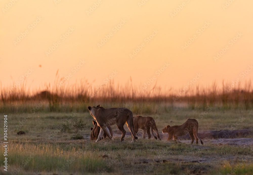 Fototapeta premium A pride of lions walking into the sunset