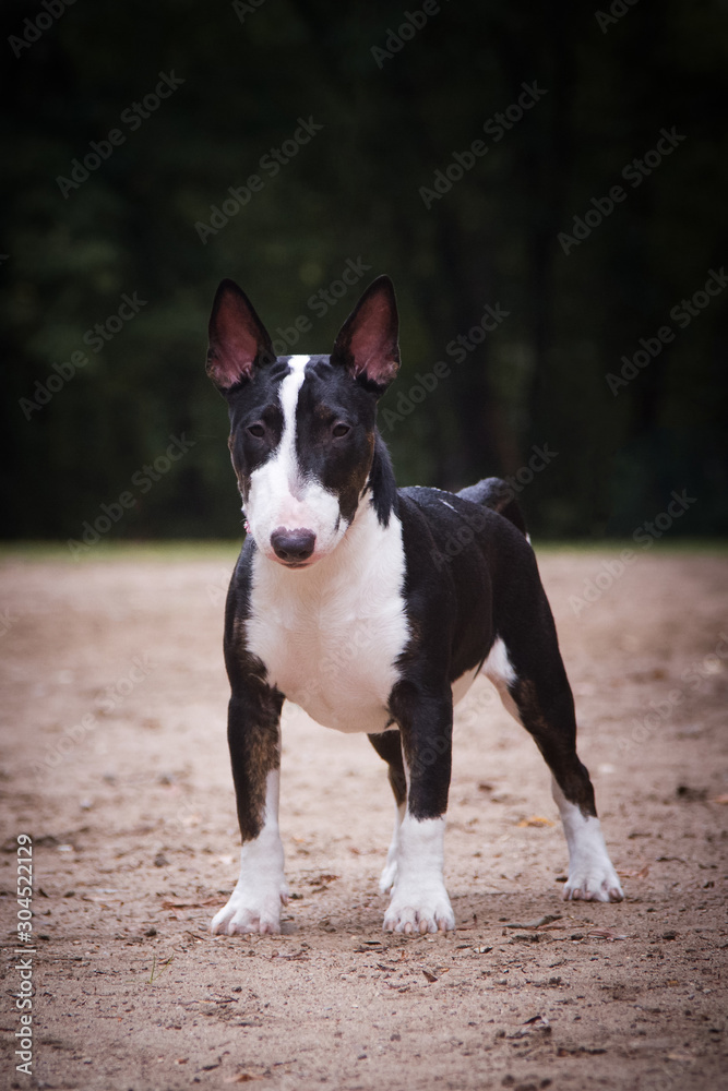 dog breed mini bull terrier black color stands on a sandy platform