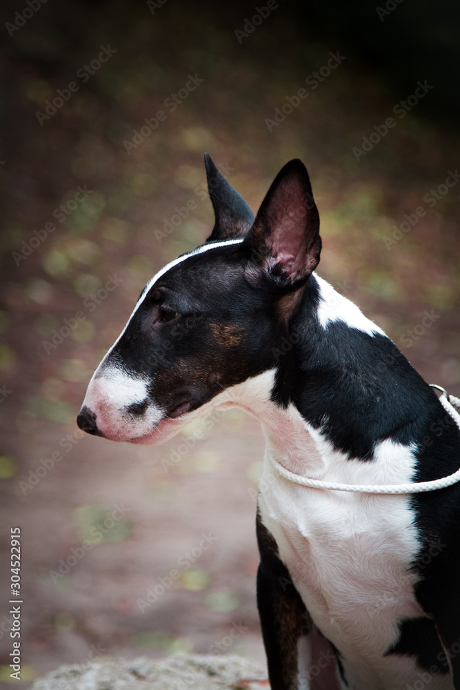 portrait of a dog breed mini bull terrier black color close-up