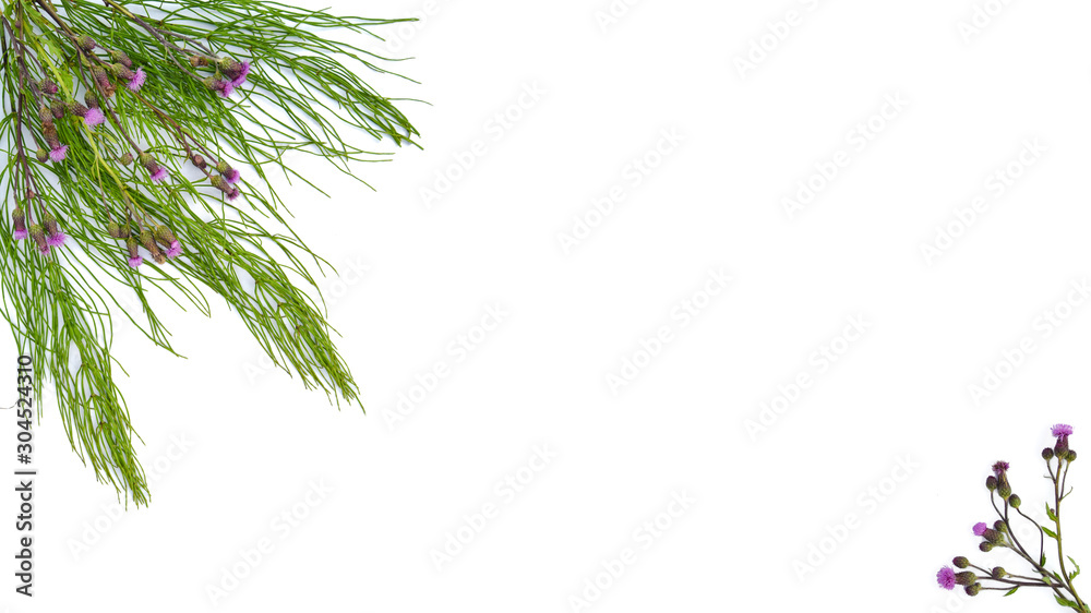 Isolated medical herbs from horsetail, thistle, sorea on a white background. Isolated medical herbs from horsetail, thistle, sorea on a white background.