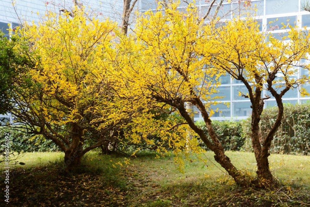 Pomegranate Yellow Leaves / Pomegranates are deciduous trees that fall beautifully in autumn. fruits are ornamental, edible and medicinal.