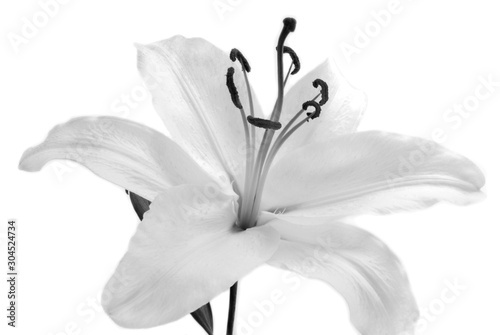 biały kwiat lilii na białym tle