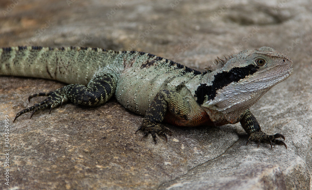 sydney water dragon