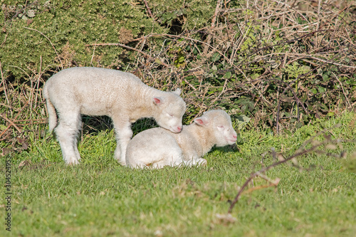 Two cute Dorset lambs in the November sun