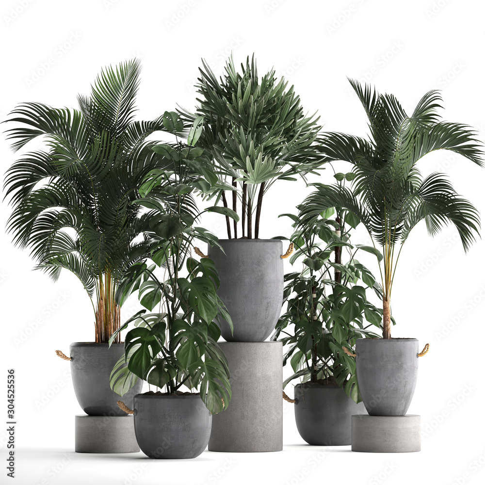 3d illustration of palm trees in a pot on a white background 3d illustration of palm trees in a pot on a white background