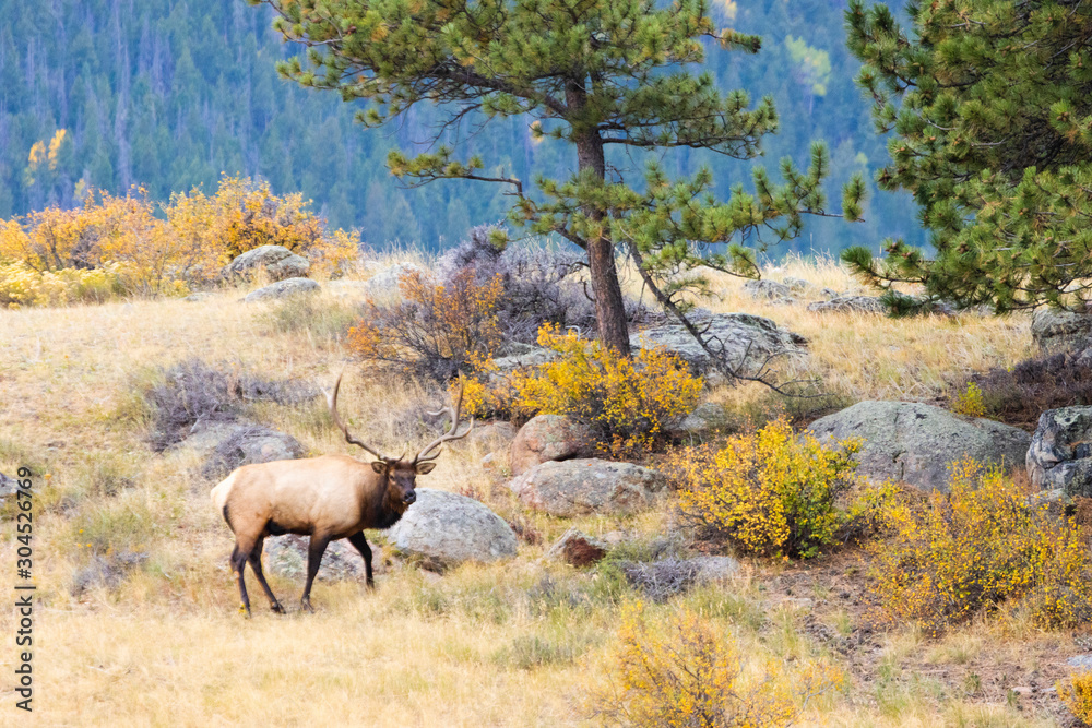 Elk Herd on a Beautiful Rocky Mountain Evening Elk Herd on a Beautiful Rocky Mountain Evening